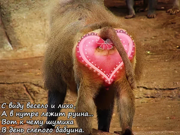 Day of the Blind Baboon =) - My, February 14 - Valentine's Day, Baboons, Valentine, Heart, Svd