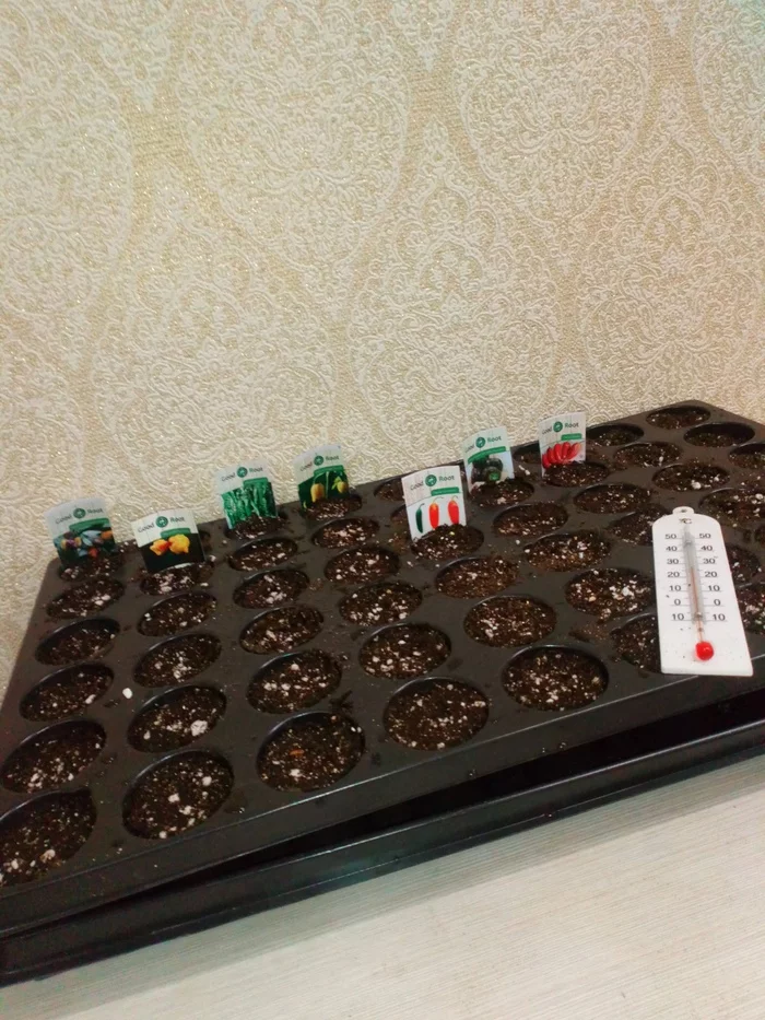 A start - My, Hot peppers, Seeds, Vegetable garden on the windowsill