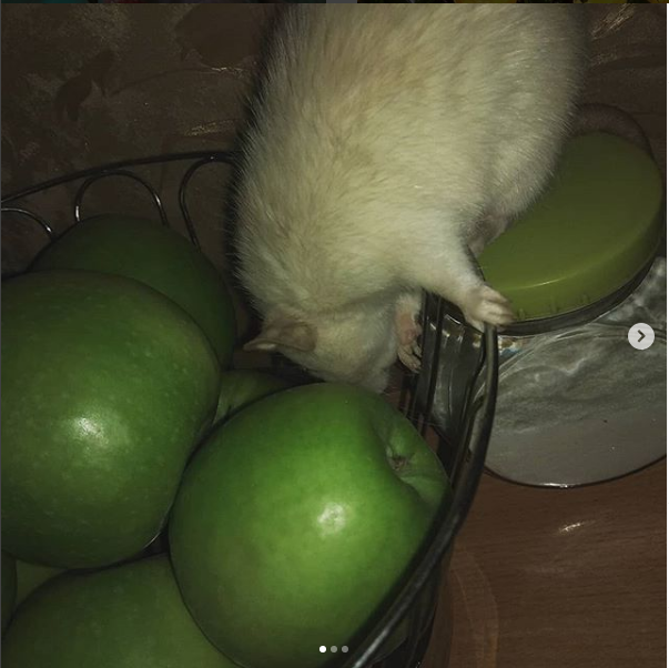 It's sad but that's life - My, Decorative rats, Death, Sadness, The photo, Longpost