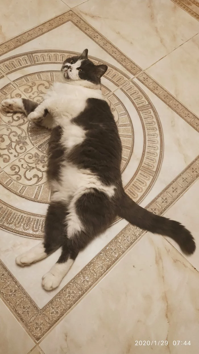 Continuation of the post “Three-haired cat 2+ months in good hands, MO” - Catomafia, Girl, Moscow region, Moscow, No rating, In good hands, cat, Video, Reply to post, Longpost