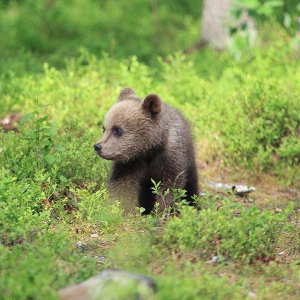 Огромный мир