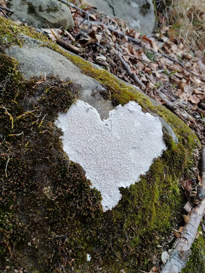 Forest Valentines - My, Beginning photographer, Habitat, Forest, The photo, Heart, Longpost