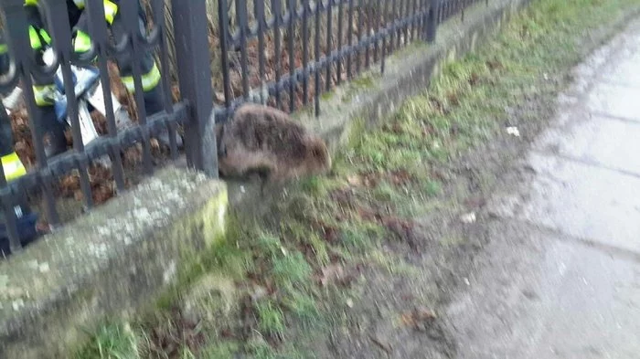 Simple ways to hunt beaver in the Czech Republic - My, Czech, Beavers, Hunting