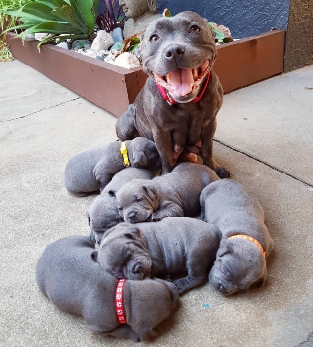 Happy mom - Dog, Puppies, From the network