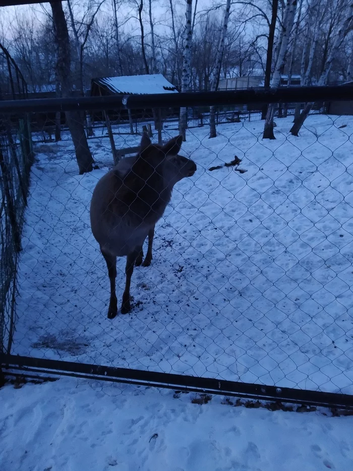 Far Eastern trips: Primorsky Krai, Khabarovsk, village. Svetlogorye - My, Khabarovsk, Khabarovsk region, Museum of Local Lore, Zoo, Ski resort, Longpost