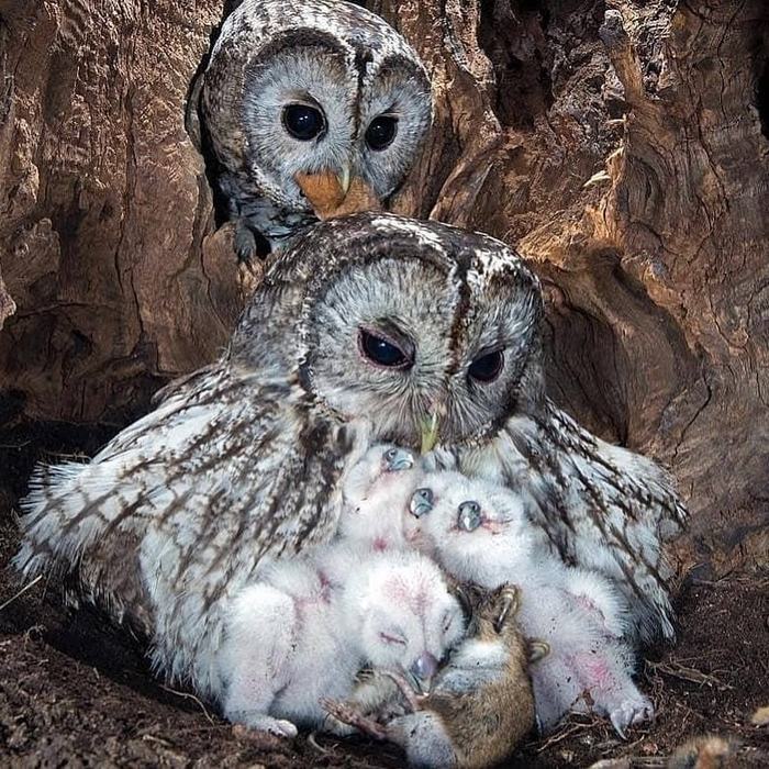 Owl family - Owl, Family, Nest