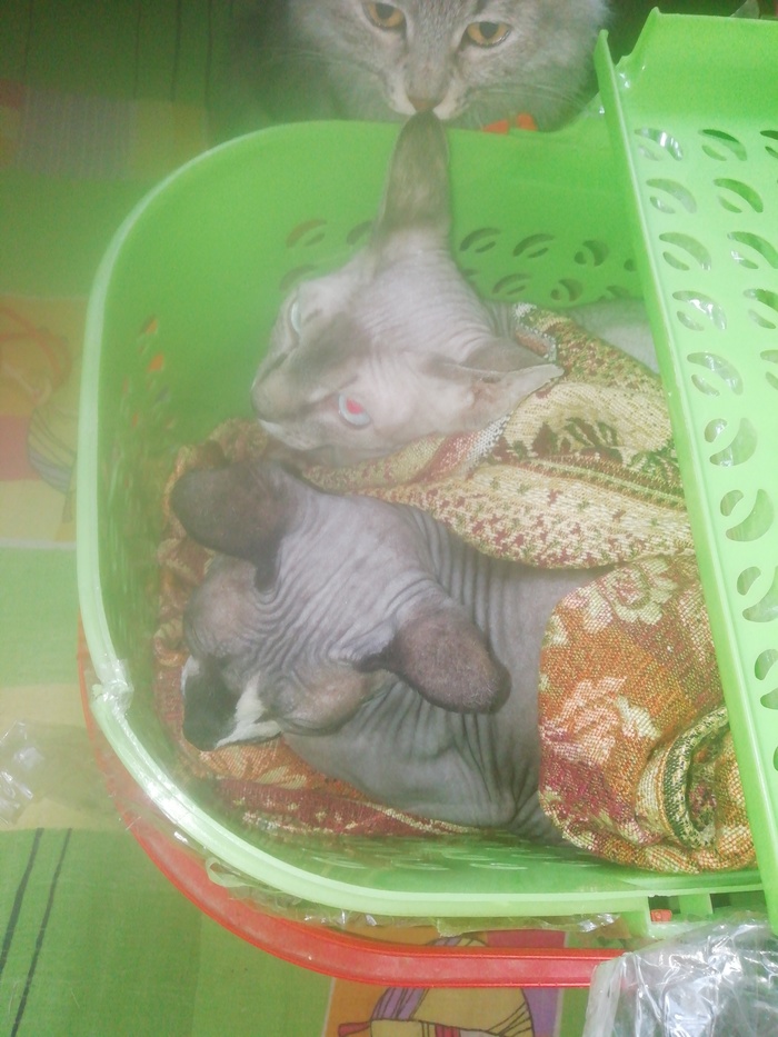 Нежданное пополнение Кот, Сфинкс, Длиннопост