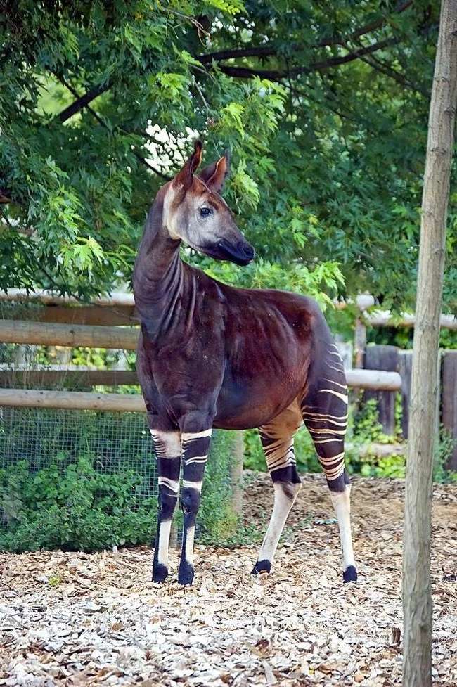 Is this a horse? Zebra? Giraffe? I present to your attention - Okapi - Okapi, Giraffe, Unusual, Congo, Zoology, zebra, Longpost