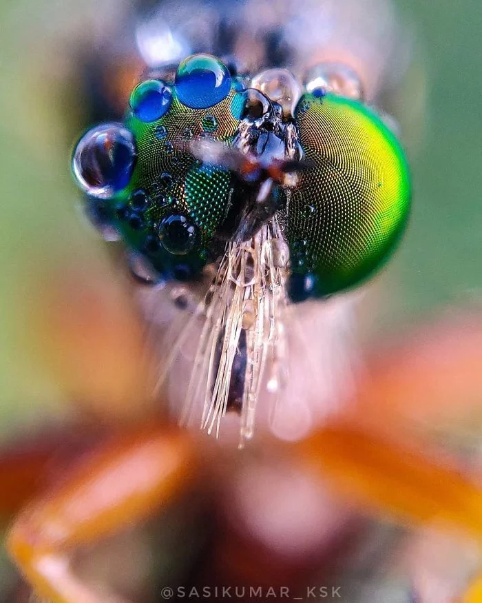 Парень из Индии делает потрясающие макроснимки насекомых, используя свой смартфон Фотография, Мобильная фотография, Макросъемка, Индия, Насекомые, Длиннопост