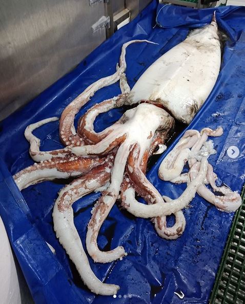 A four-meter squid caught in a net near New Zealand - Squid, Sea, Longpost