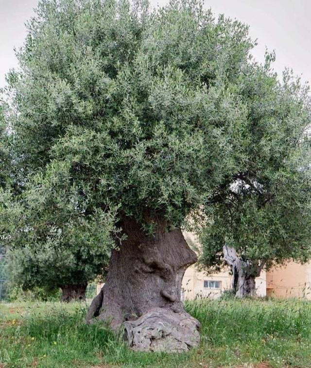 Думающее дерево. Древнее оливковое дерево в Апулии, Италия. Возраст - свыше 1500 лет Италия, Оливковое дерево, Возраст, Дерево, Фотография