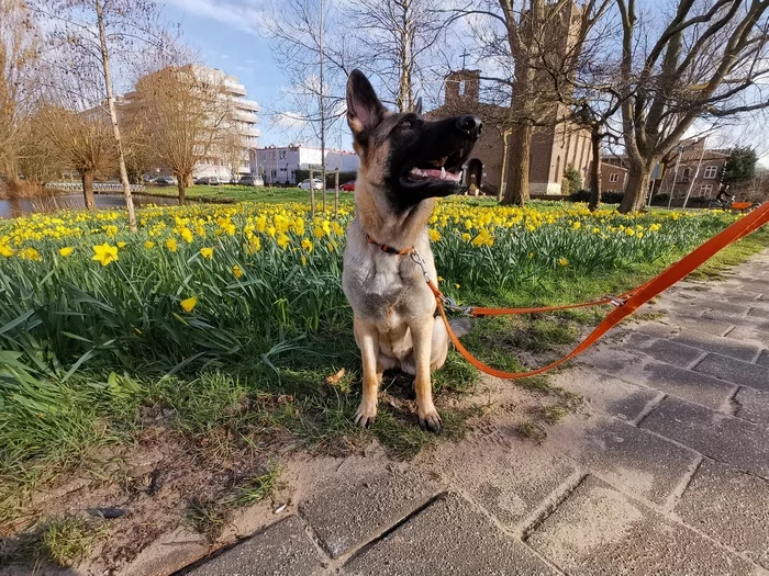 Spring is coming! - My, Dog, German Shepherd, Snowdrops flowers, Spring, Longpost, Daffodils flowers