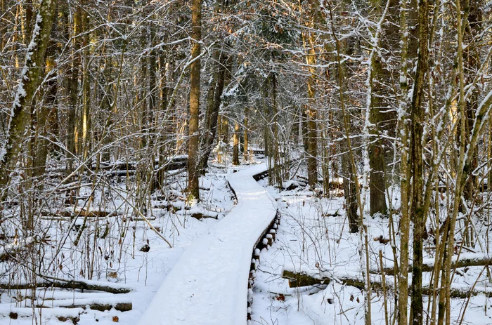 Berezinsky Nature Reserve - forest and swamp for beginners - My, Republic of Belarus, Reserves and sanctuaries, Travels, Eco-trail, Zoo, Video, Longpost