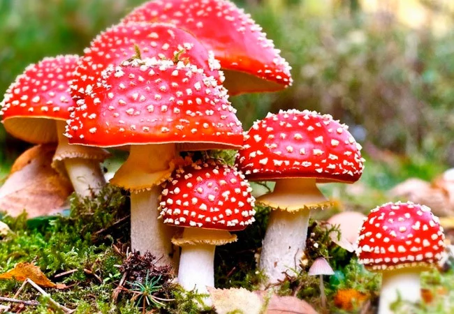 Fly agarics & lilies of the valley - Mushrooms, Fly agaric, Forest, Cat with lamp, No rating, Mushroom pickers, Silent hunt, Question, Longpost