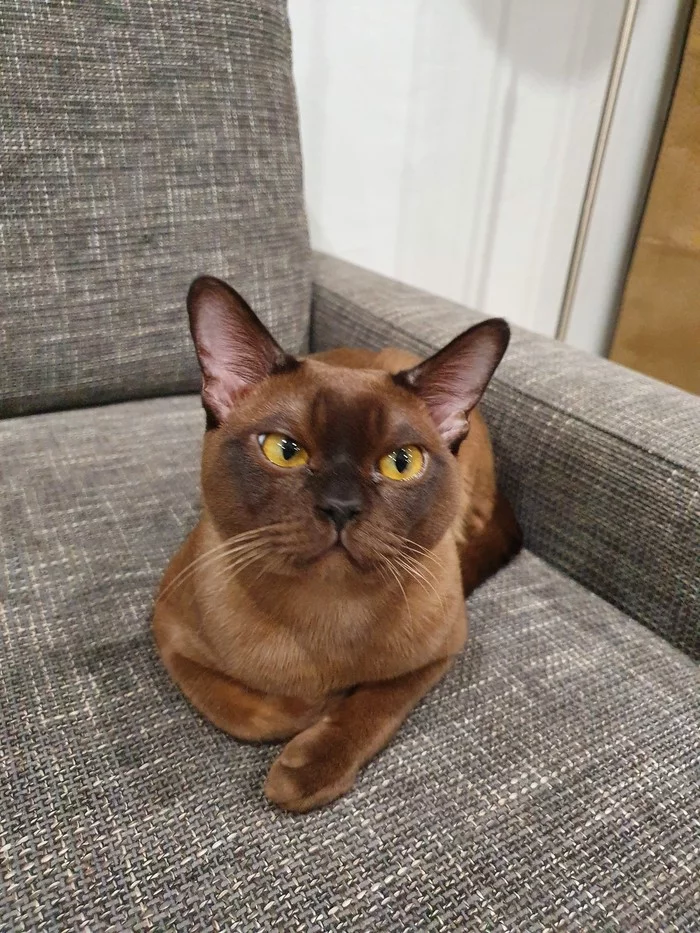 Burmese in the feed - My, cat, Burmese