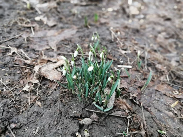 Spring in February - My, Spring is coming, Nature, Flowers, Snowdrops, February, Vitebsk, Spring, Snowdrops flowers