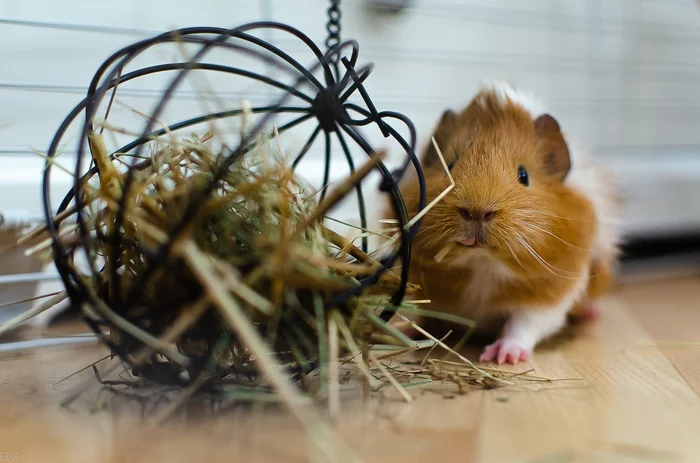 Good guy, guinea pig and just a good guy - My, Guinea pig, Pets, The photo, Milota, Longpost