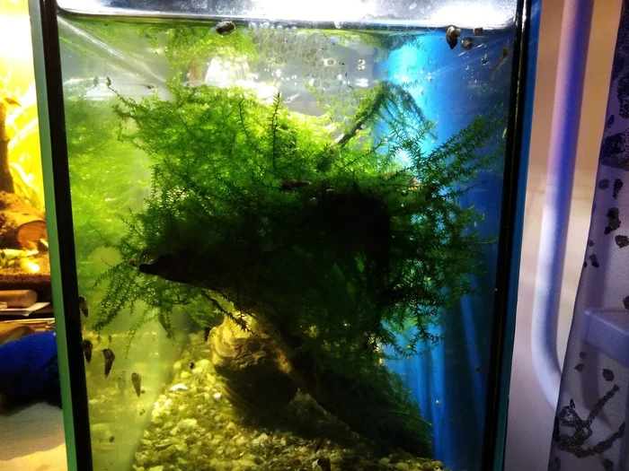 It's already spring, and we couldn't wait... - My, Plague spring, Aquarium, Video, Longpost