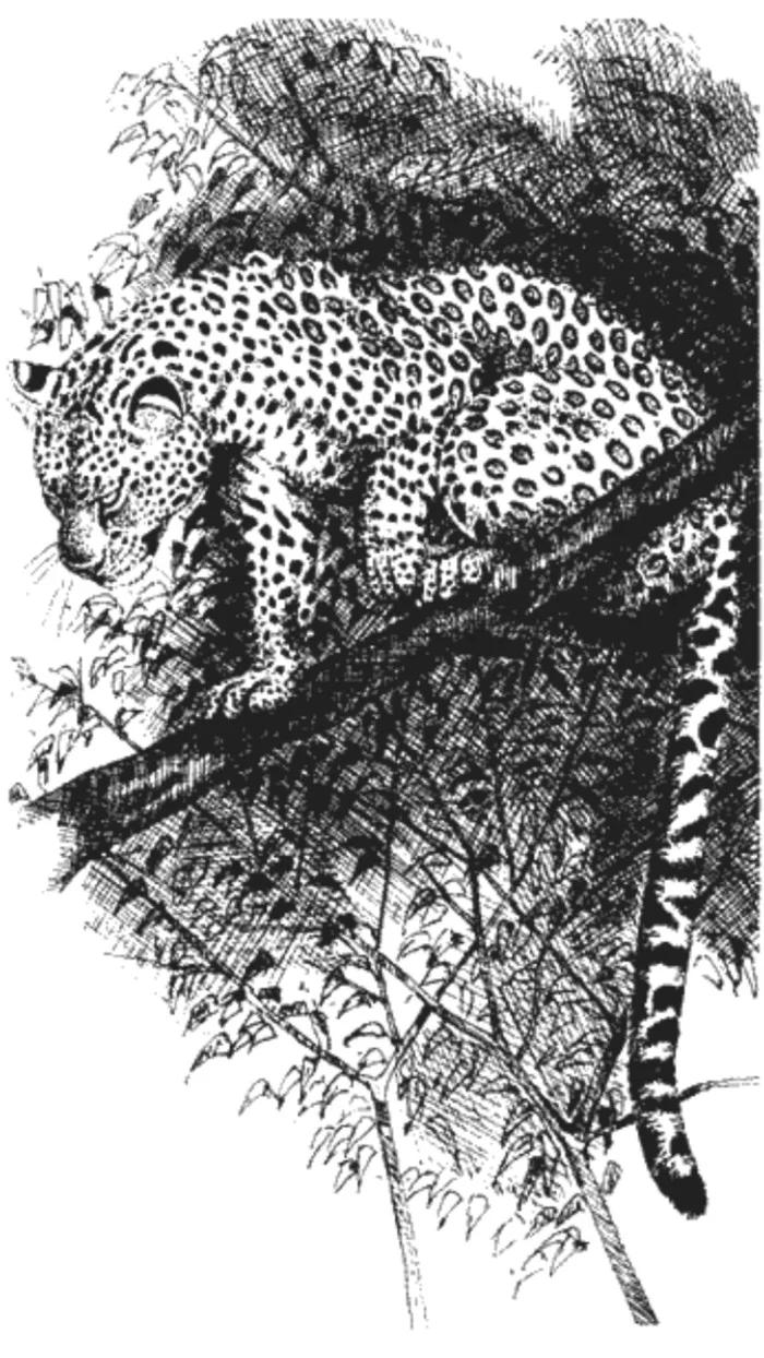 This leopard killed 400 people! Panarian ogre! - Leopard, Man-Eating Animals, India, Longpost, Big cats