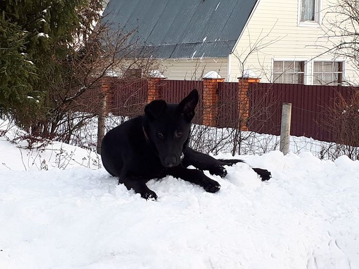 Dog in good hands Moscow and Moscow Region - Dog, In good hands, Moscow, Puppies, No rating, Solnechnogorsk, Cur, Longpost