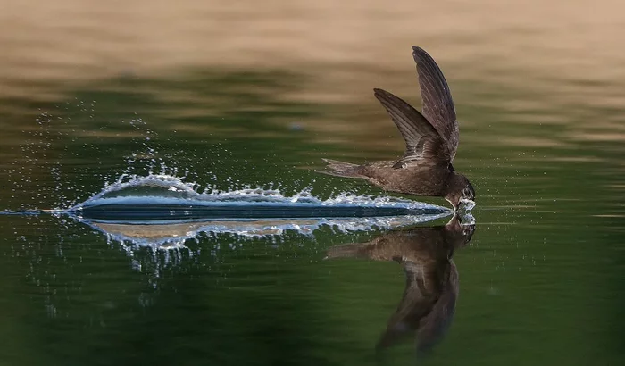 Did you know how a swift drinks? - Swift, Water, Flight