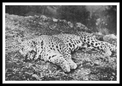 This leopard killed 400 people! Panarian ogre! - Leopard, Man-Eating Animals, India, Longpost, Big cats