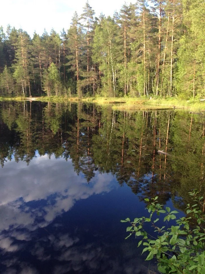 Lake on the Karelian Isthmus - My, Nature, Lake, Forest, KanneljГ¤rvi, Leningrad region, beauty, Water, Mirror, Longpost