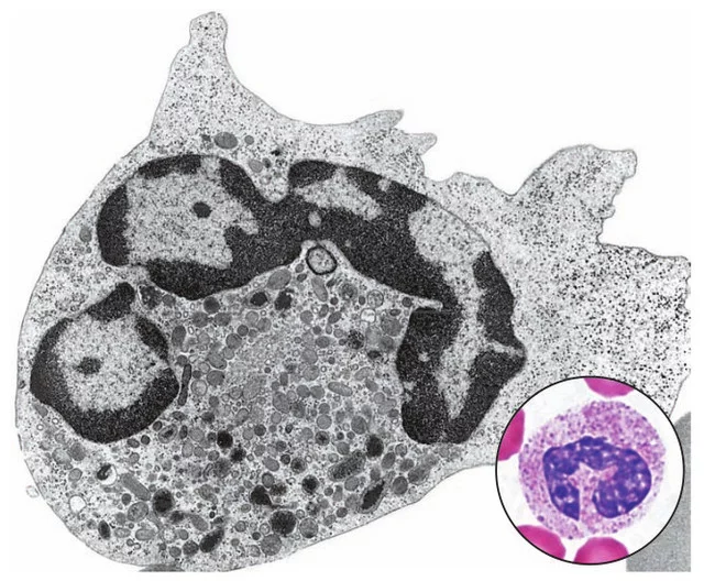 Our internal troops: neutrophils - My, Immunology, Immunity, Biology, Video, Longpost