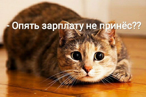 Post #7245653 - My, Relationship, Salary, Dopy, Alcoholics, Picture with text, cat, Catomafia, Longpost
