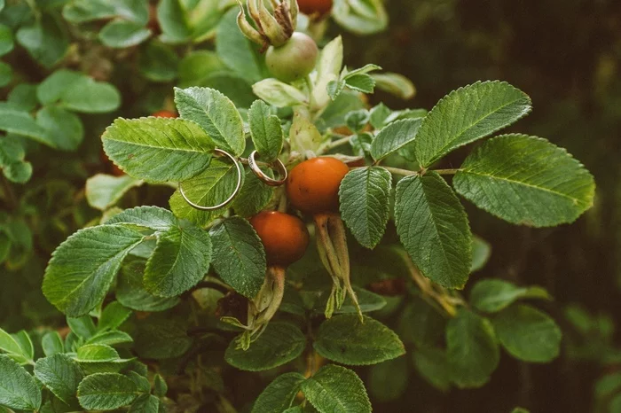 A couple of berries - My, Wedding, Ring, Rose hip, The photo