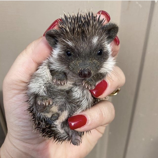 A breeder's dream - African pygmy hedgehog, Hedgehog, Rarity, Breeders, Dream, Longpost