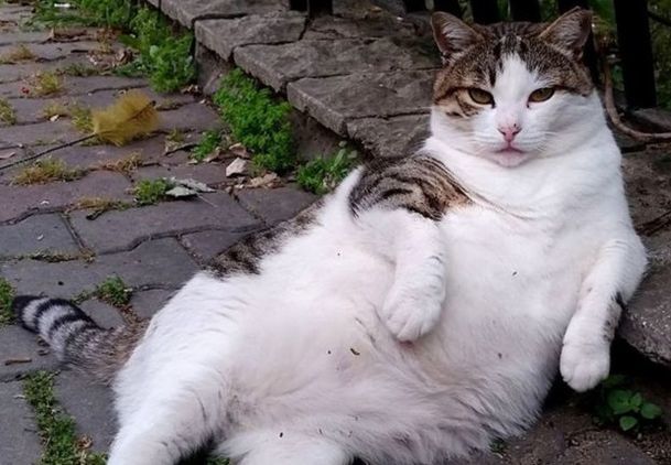 Monument to a thoughtful cat - cat, Monument, Animals, Ponder, Longpost, Istanbul, Turkey