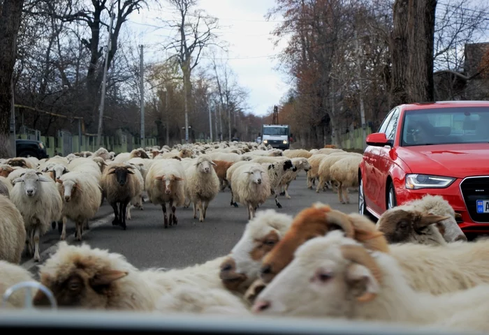 Give way! - My, Georgia, Rams, Travels