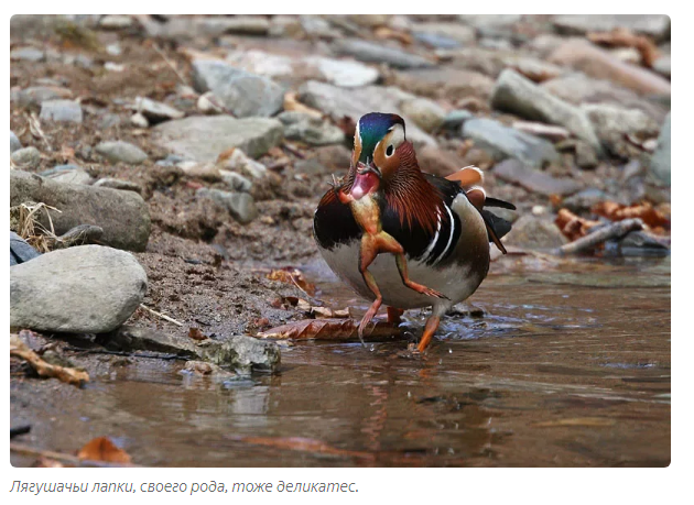 Mandarin duck: How elite ducks beat the Chinese who exterminated them - Animals, Duck, Animal book, Yandex Zen, Longpost, Mandarin duck