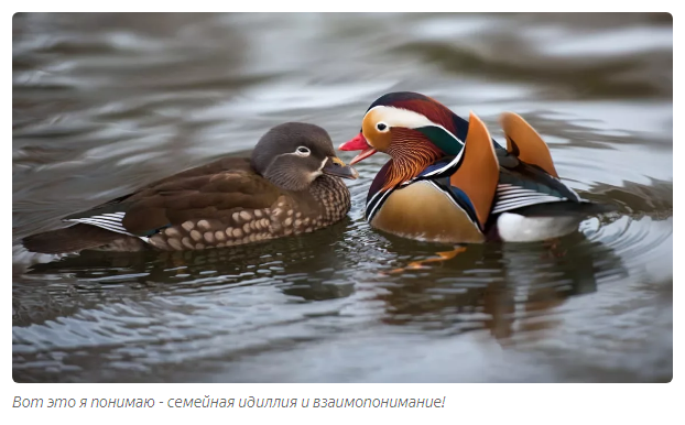 Mandarin duck: How elite ducks beat the Chinese who exterminated them - Animals, Duck, Animal book, Yandex Zen, Longpost, Mandarin duck