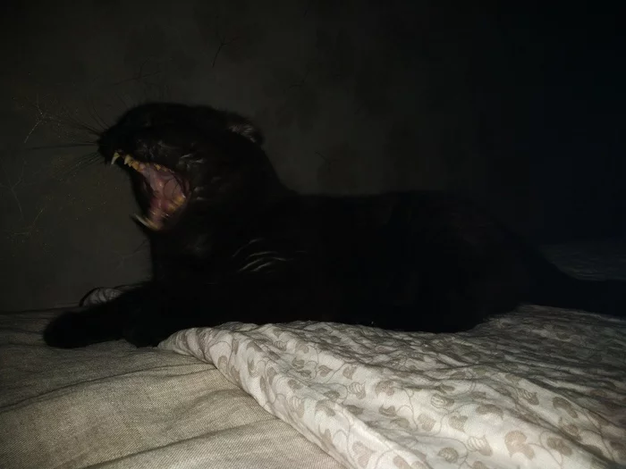 Turn off the lights, it's time to sleep! - My, cat, Black cat, Catomafia, Yawn