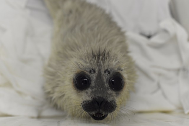 Zoologists showed a photo of a small seal, Ksyusha, rescued in St. Petersburg - Animals, Seal, The rescue, Kindness, Longpost