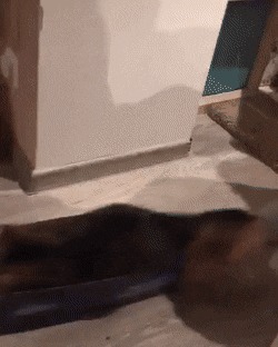 Кошачий бобслей