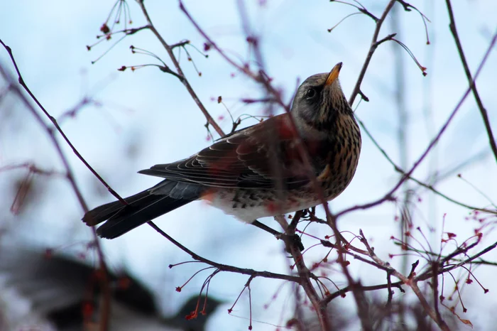 Robber Thrushes - My, Birds, Thrush, Canon 1300d, Longpost