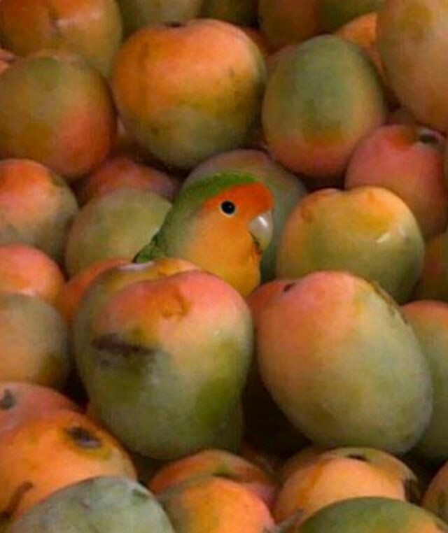 -ps, hey, would you like some mango? - A parrot, Mango, Lovebirds