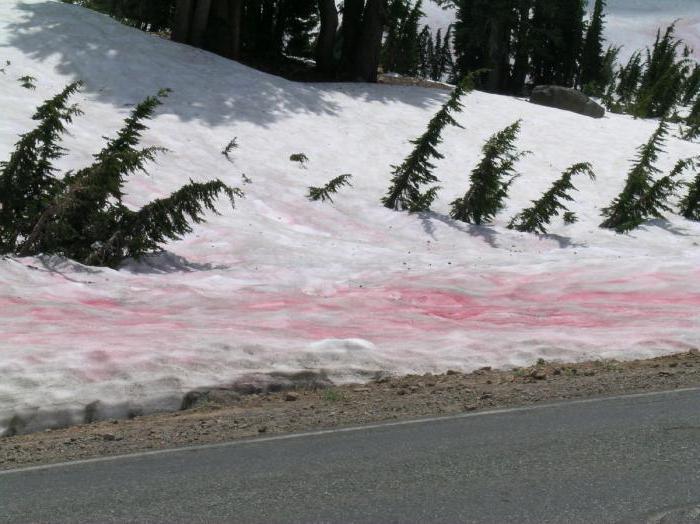 When there are not enough watermelons in winter - Antarctic, Snow, Seaweed, Red Snow, Longpost