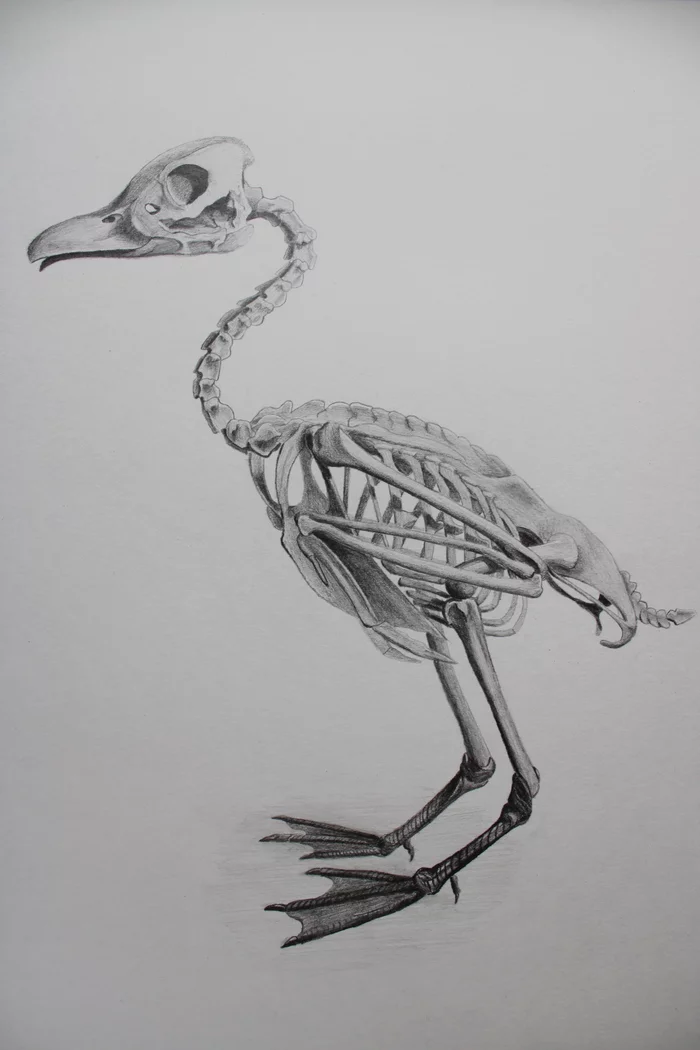 Skeleton of a wandering wood duck (Dendrocygna arcuata) - My, Drawing, Graphite, Pencil, Duck, Skeleton, Zoology, Nature