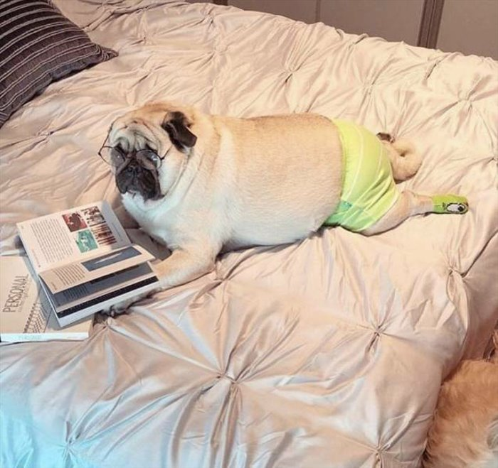 How to describe relaxation after work in one photo - The photo, Pets, Dog, Pug, Relaxation, After work, Humor