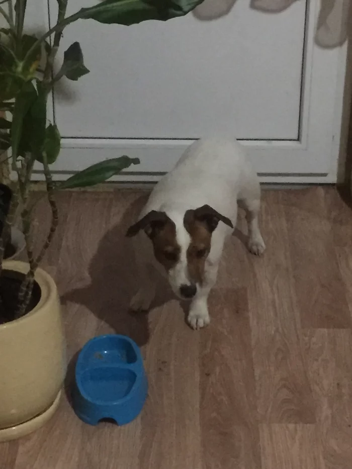 Found Jack Russell girl - My, Jack Russell Terrier, Lost, Longpost, Dog, Found a dog, Podolsk, No rating