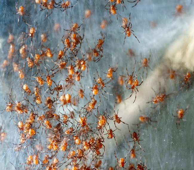 New widow - Spider, Black Widow, Longpost