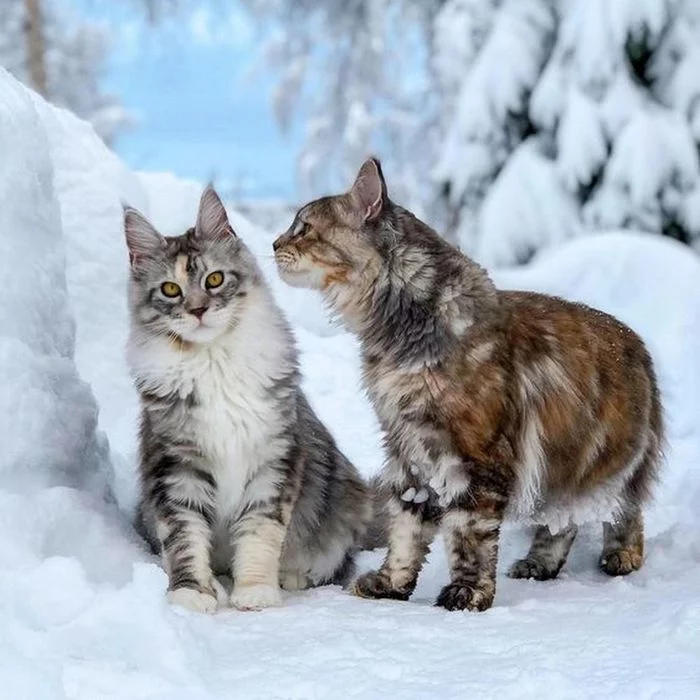 Boyars in the cold... - cat, Catomafia, Winter, Snow