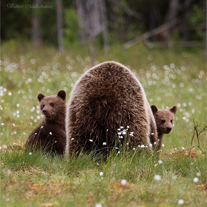 Как за каменной стеной