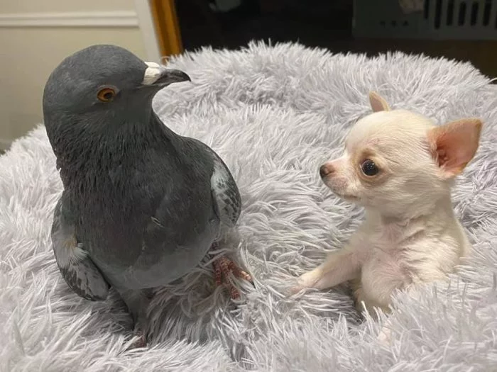 A pigeon that can't fly makes friends with a dog that can't walk. - Dog, Chihuahua, Pigeon, Friends, USA, Longpost