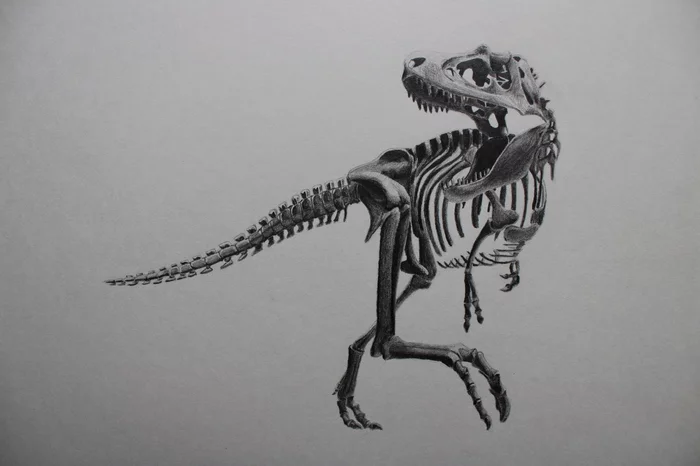 Dinosaur skeleton - My, Dinosaurs, Skeleton, Drawing, Self-taught, Graphite, Pencil drawing