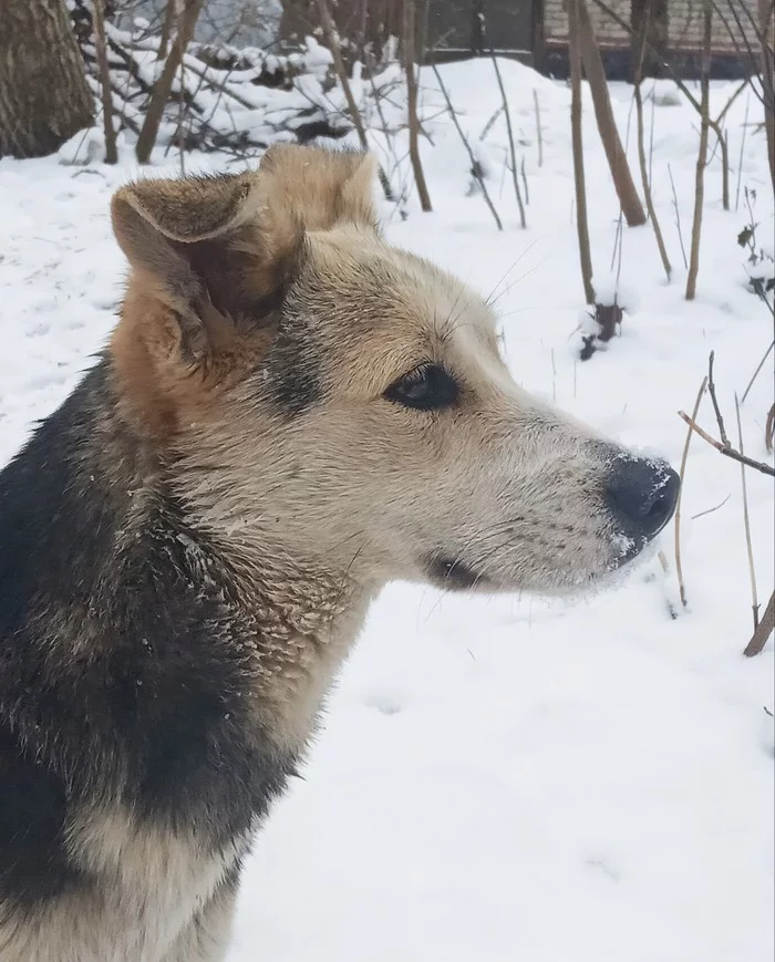 Dog portrait - My, Stavropol, Dog, Longpost